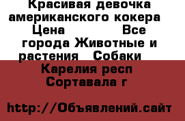 Красивая девочка американского кокера › Цена ­ 35 000 - Все города Животные и растения » Собаки   . Карелия респ.,Сортавала г.